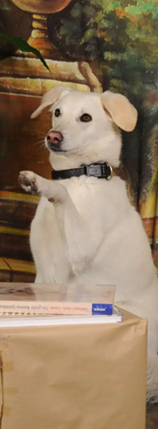 Tiere-Fotoshooting von Foto Arian